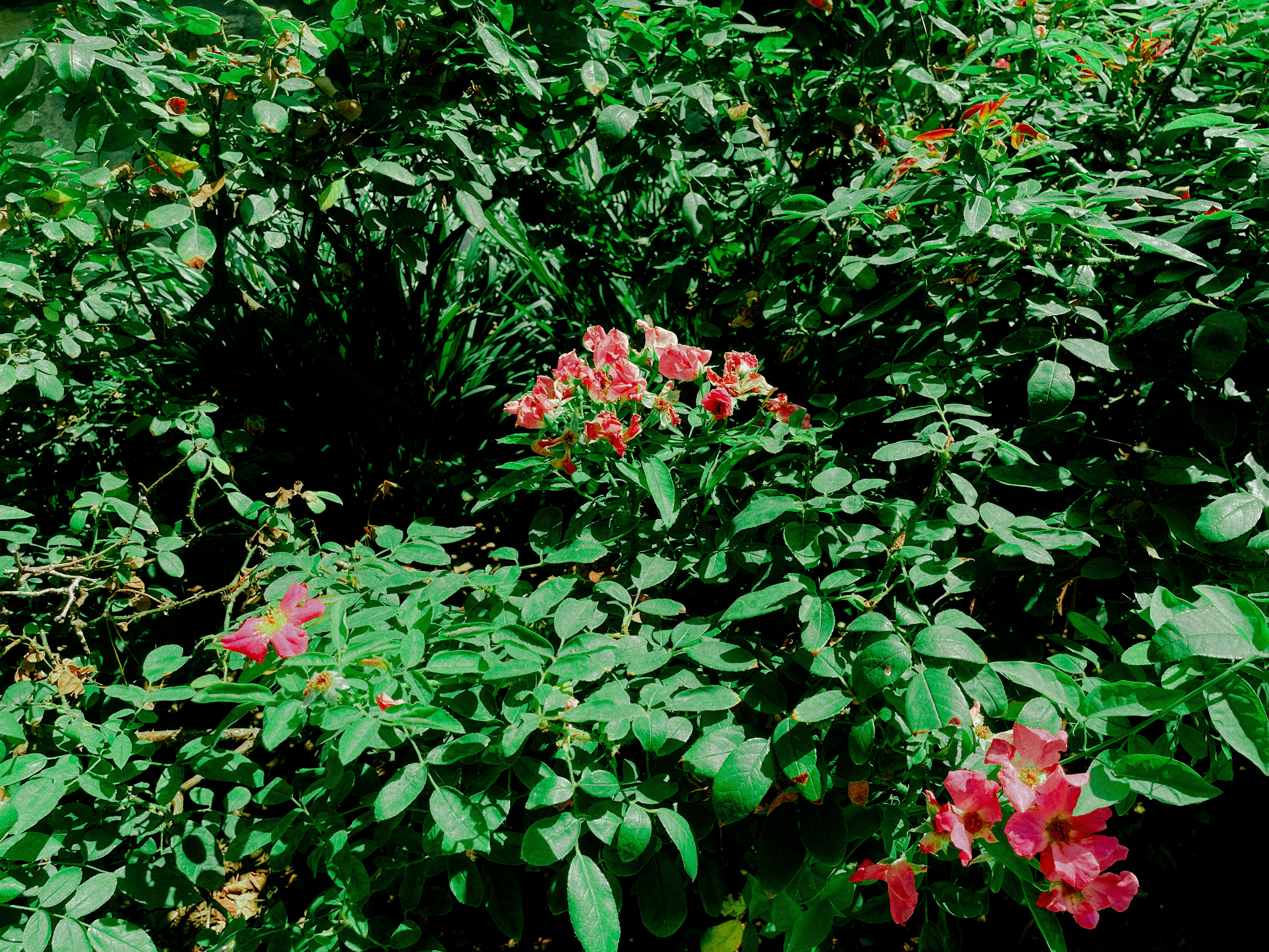 Flowers Artwork